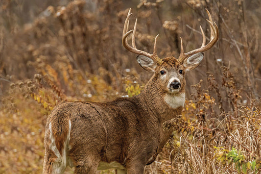 Deer Heard Management on Your Own Property (how to grow big bucks!)